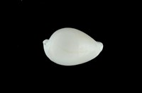 藏品(中華海兔螺)的圖片